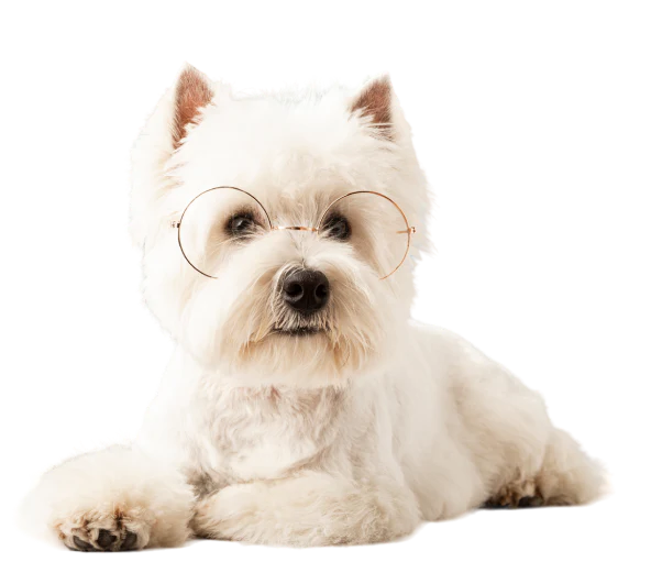 Over 1,000 satisfied customers with a 5-star reviews